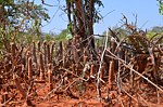 Dorstenia lancifolia Ghazi dole GPS186 Kenya 2014_1964.jpg